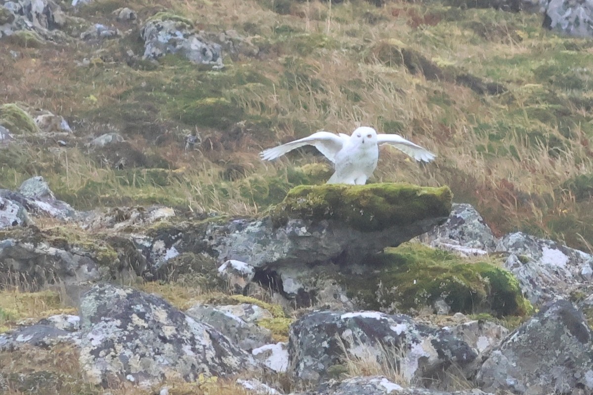 Snowy Owl - ML624569058