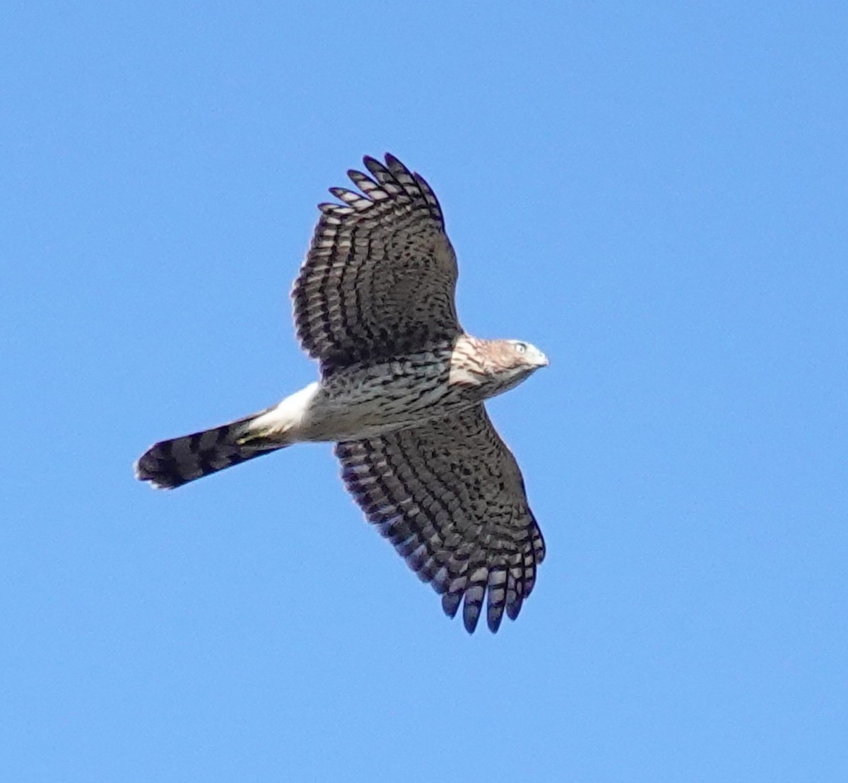 Cooper's Hawk - ML624569117