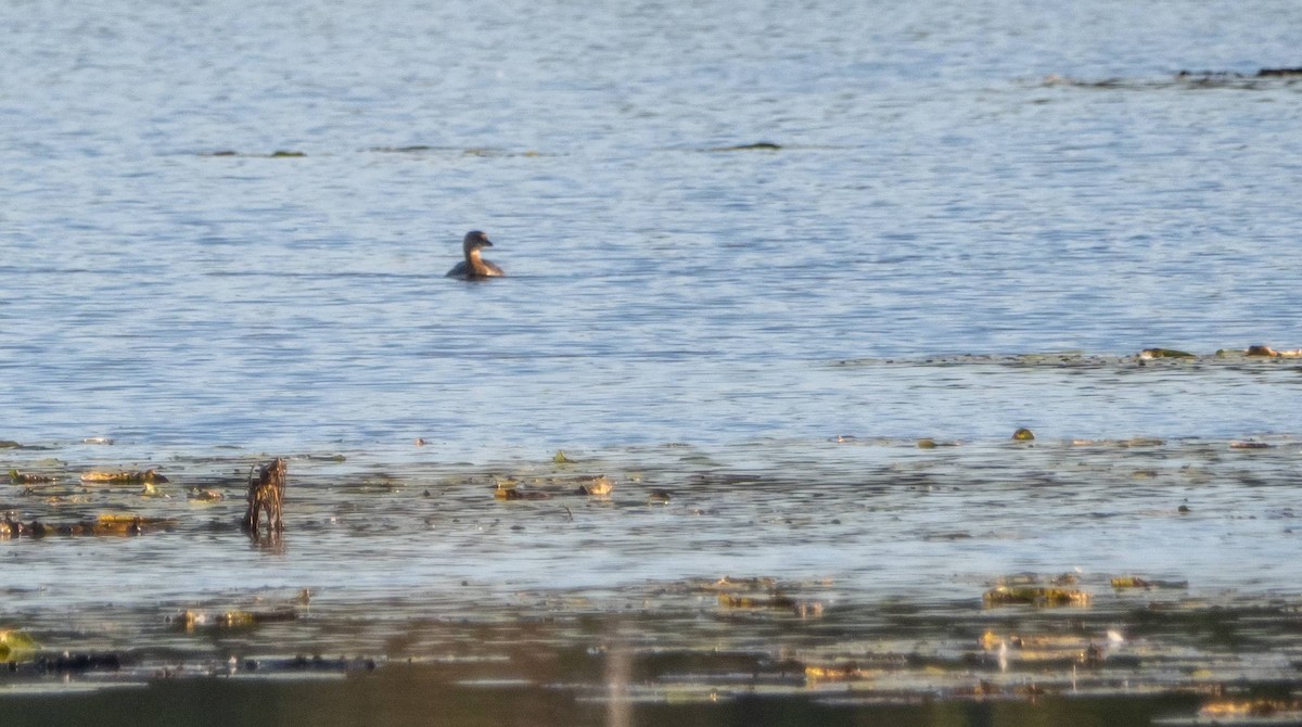 Pied-billed Grebe - ML624569161