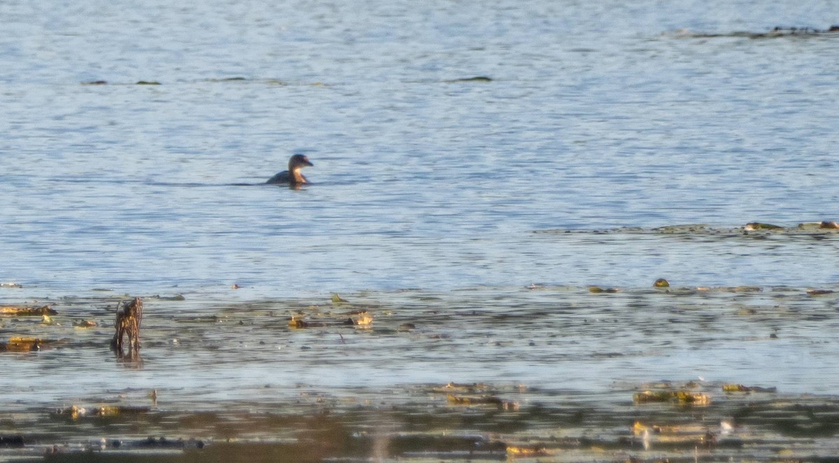 Pied-billed Grebe - ML624569162