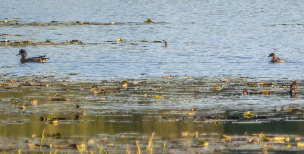 Pied-billed Grebe - Matt M.