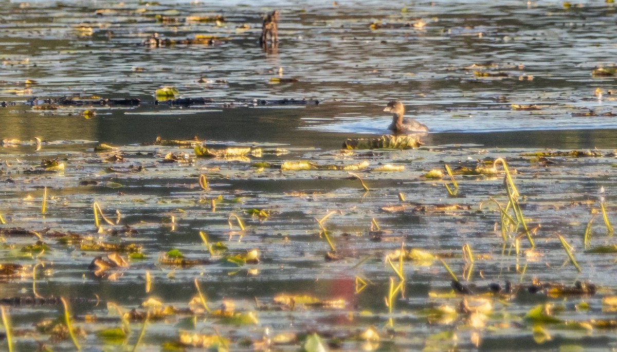 Pied-billed Grebe - ML624569164