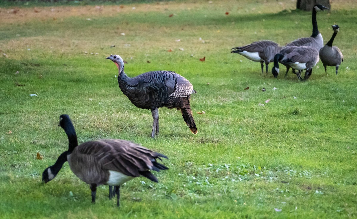 Wild Turkey - ML624569178