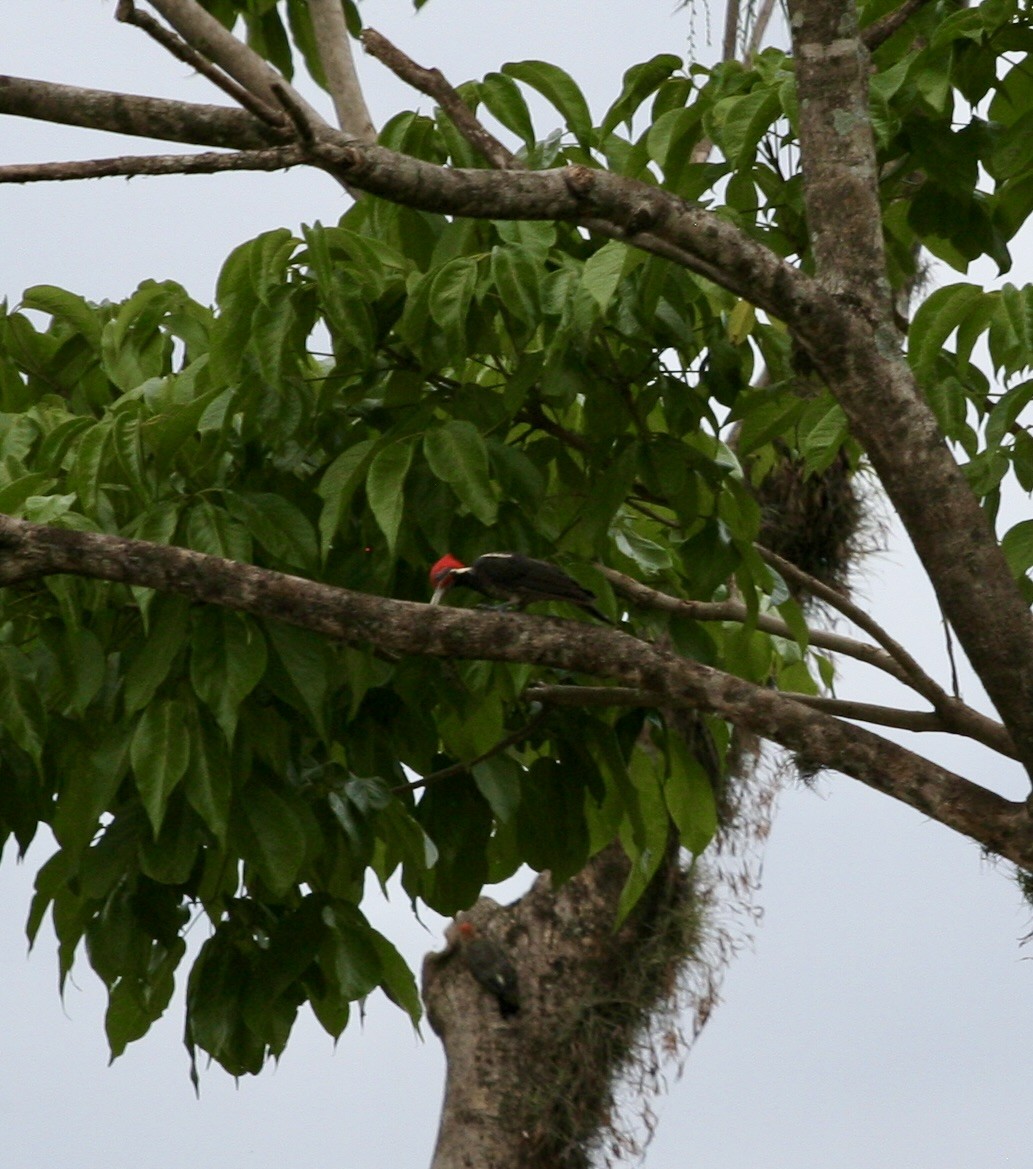 Lineated Woodpecker - ML624569183