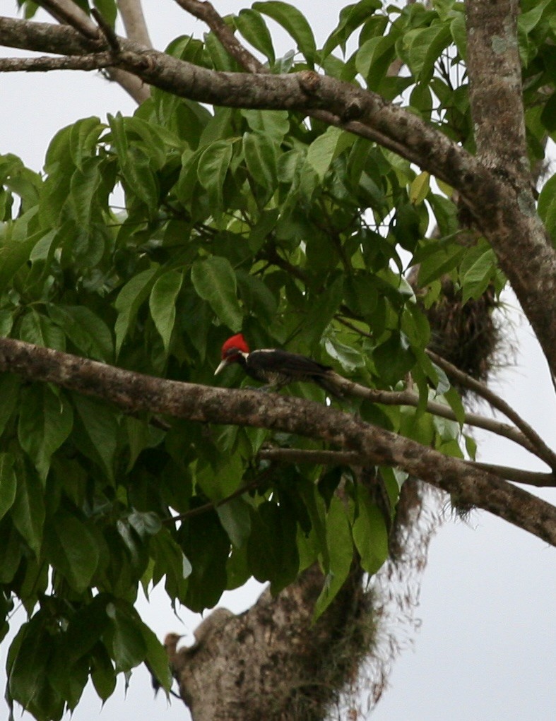 Lineated Woodpecker - ML624569187