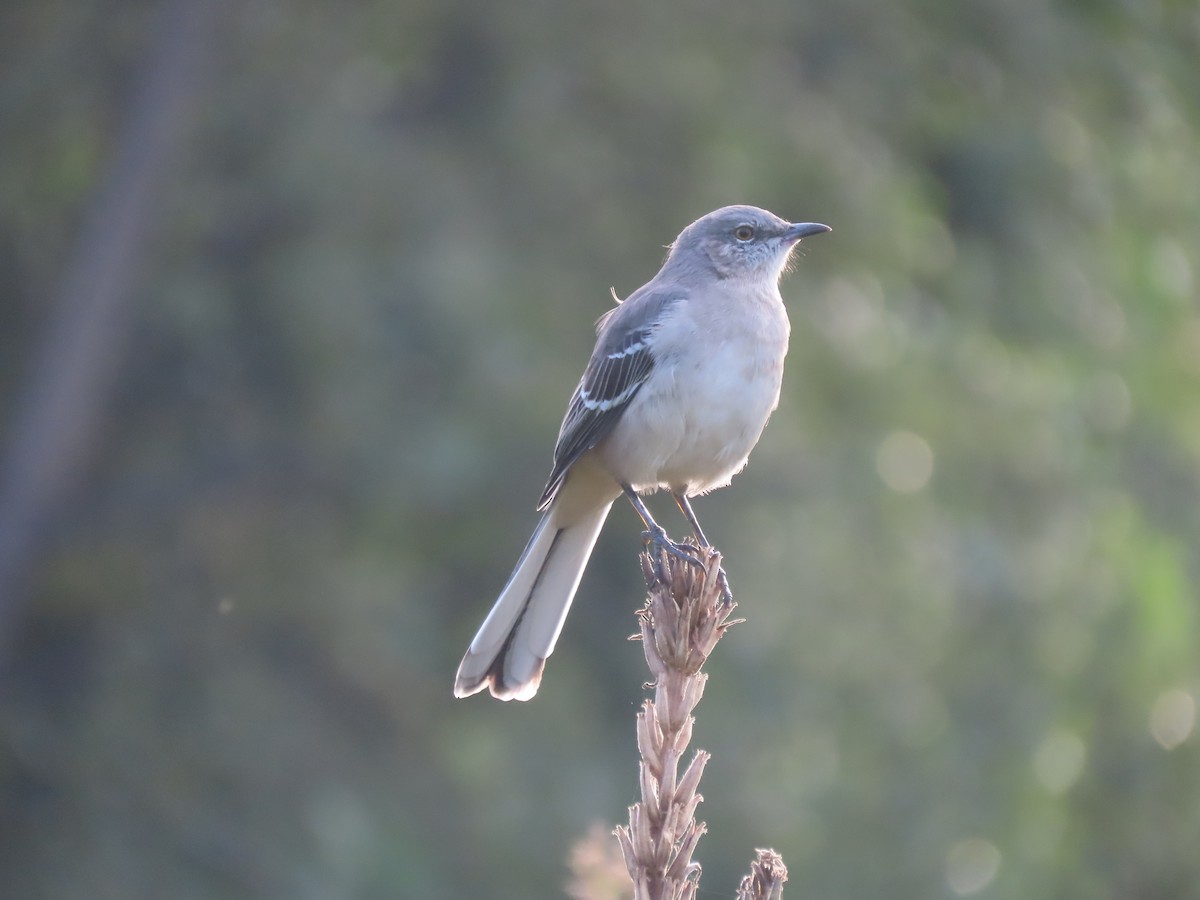 Northern Mockingbird - ML624569288