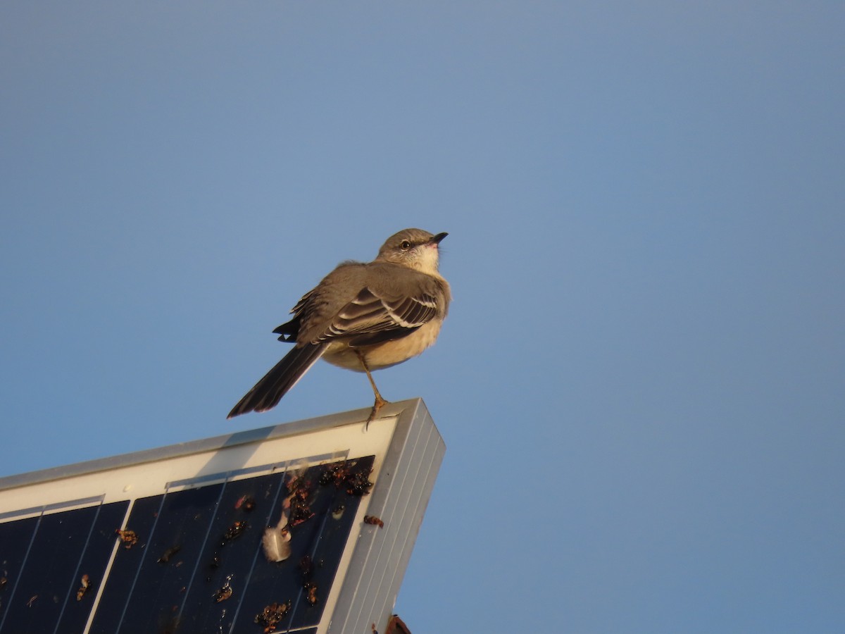 Northern Mockingbird - ML624569290