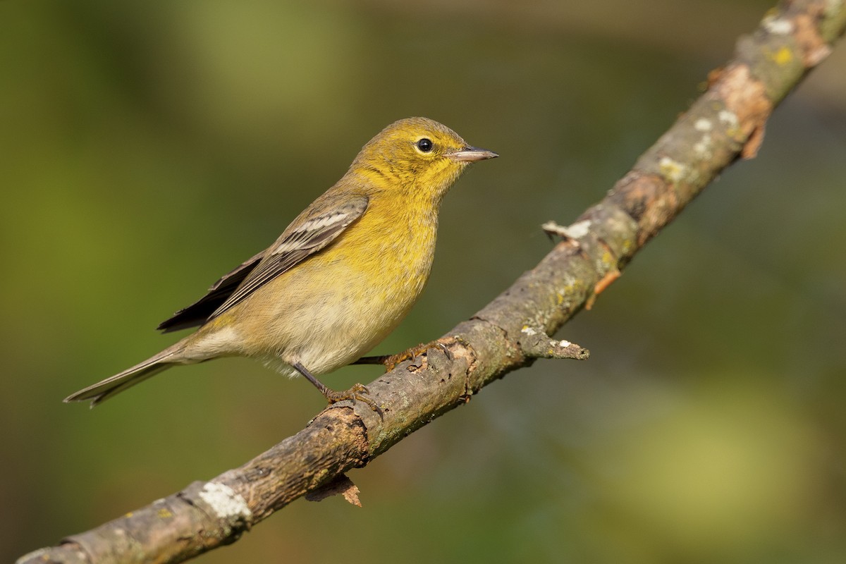 Pine Warbler - ML624569333