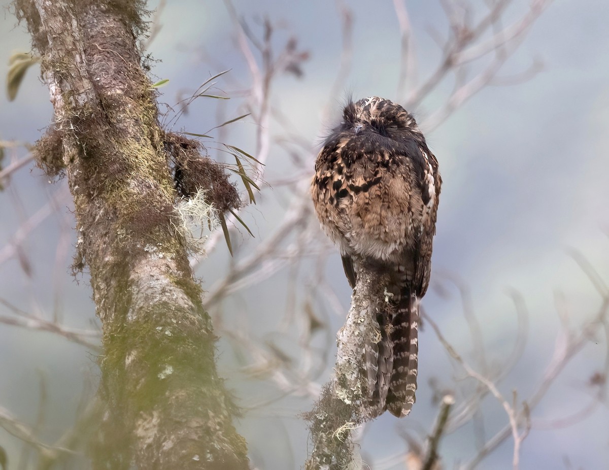 Andean Potoo - ML624569339