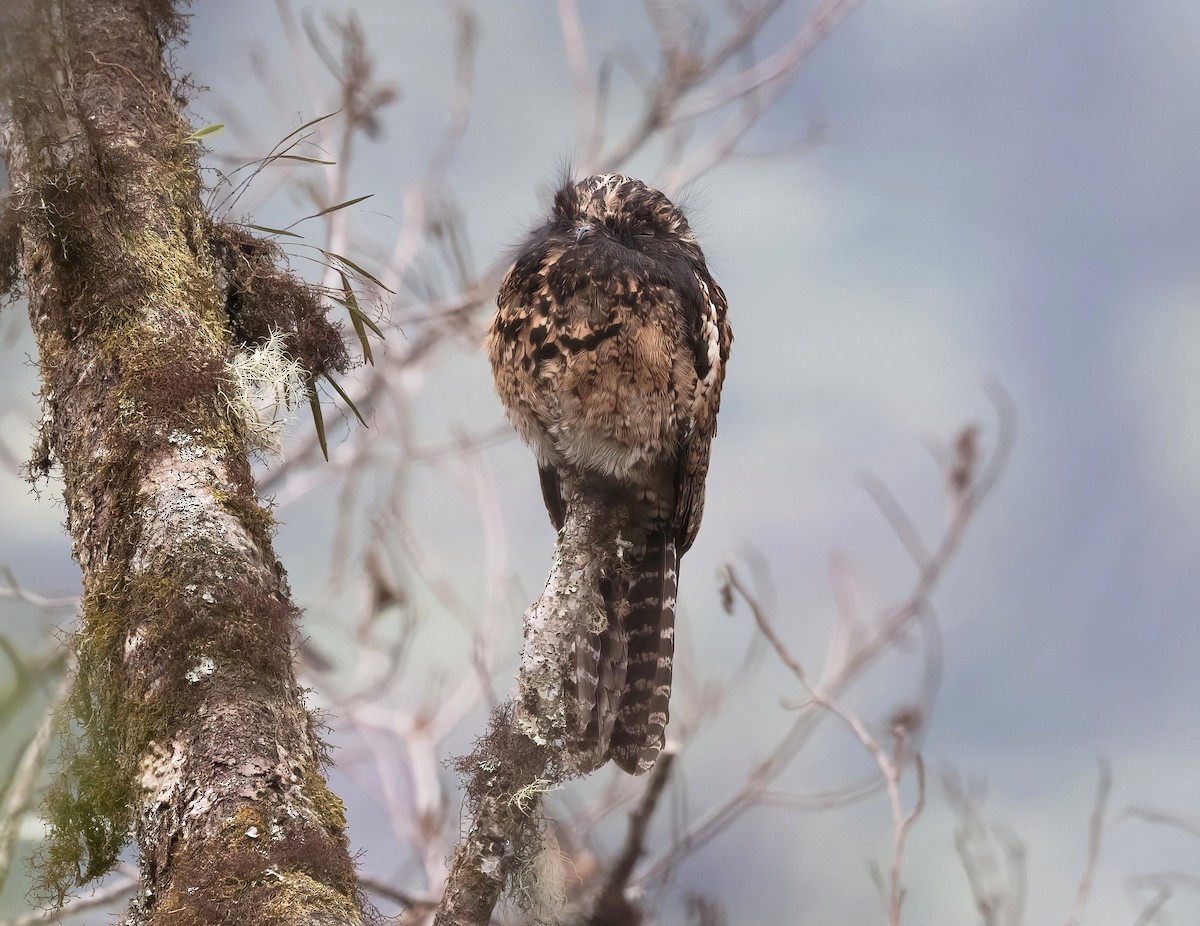 Andean Potoo - ML624569340