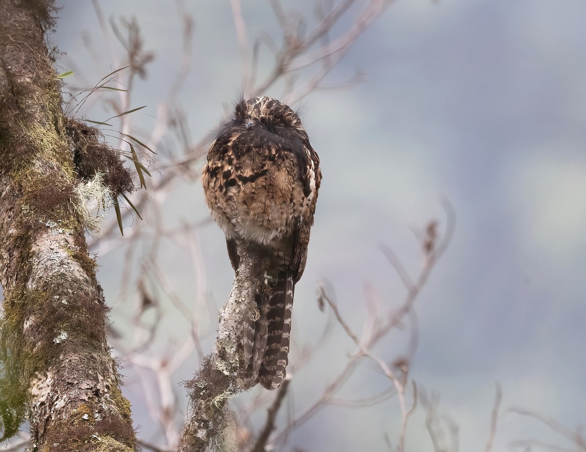 Andean Potoo - ML624569341