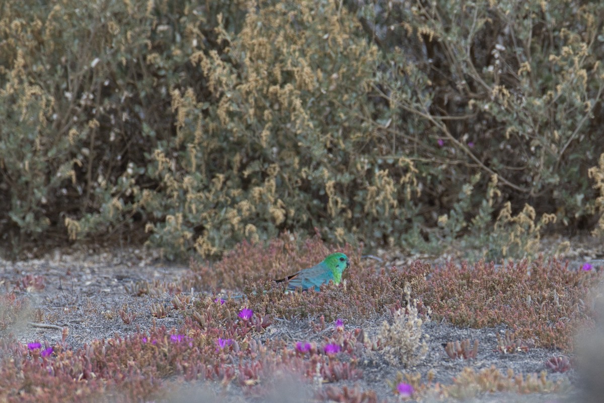 Red-rumped Parrot - ML624569366