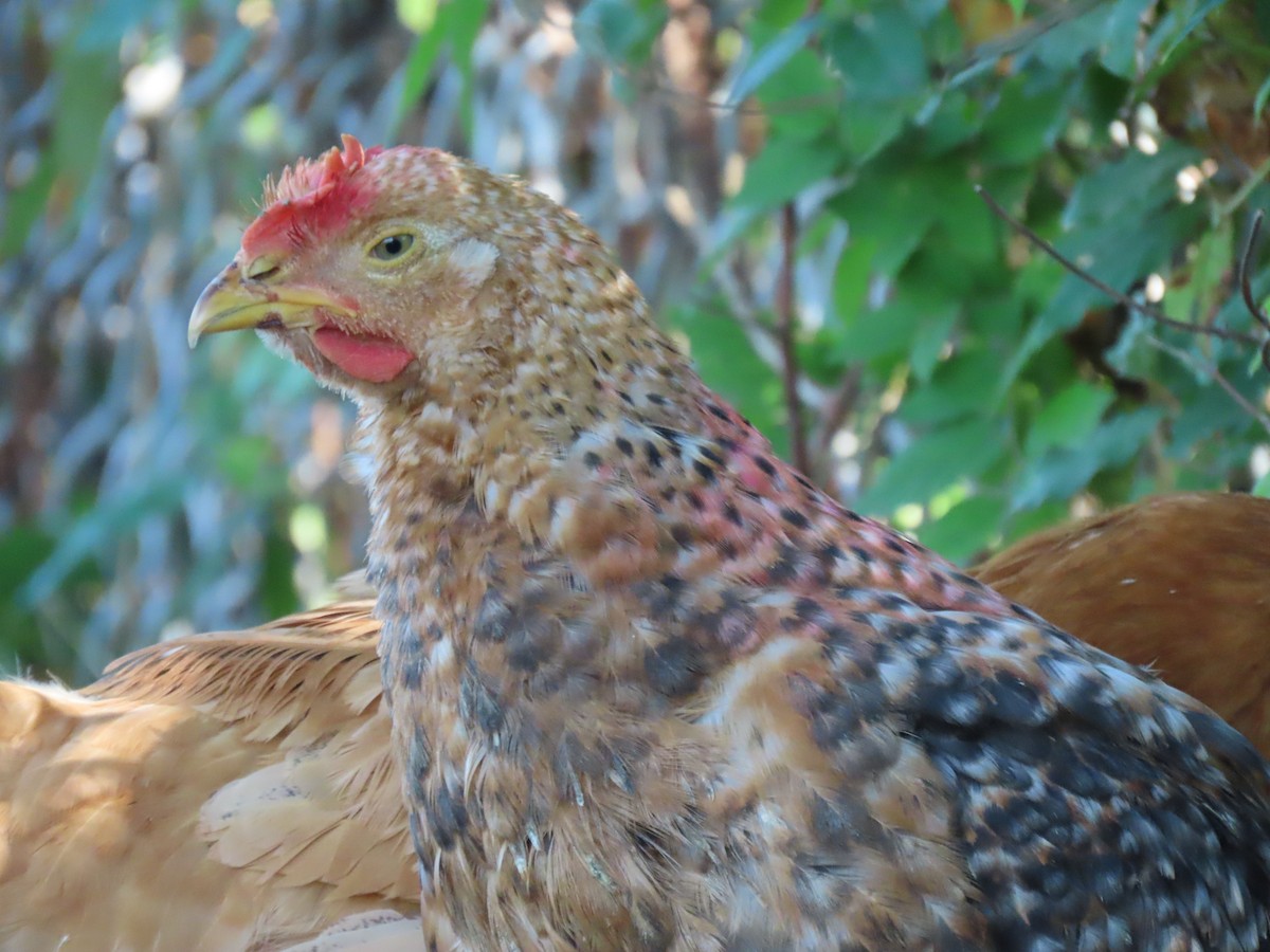 Red Junglefowl (Domestic type) - Elle Auklet