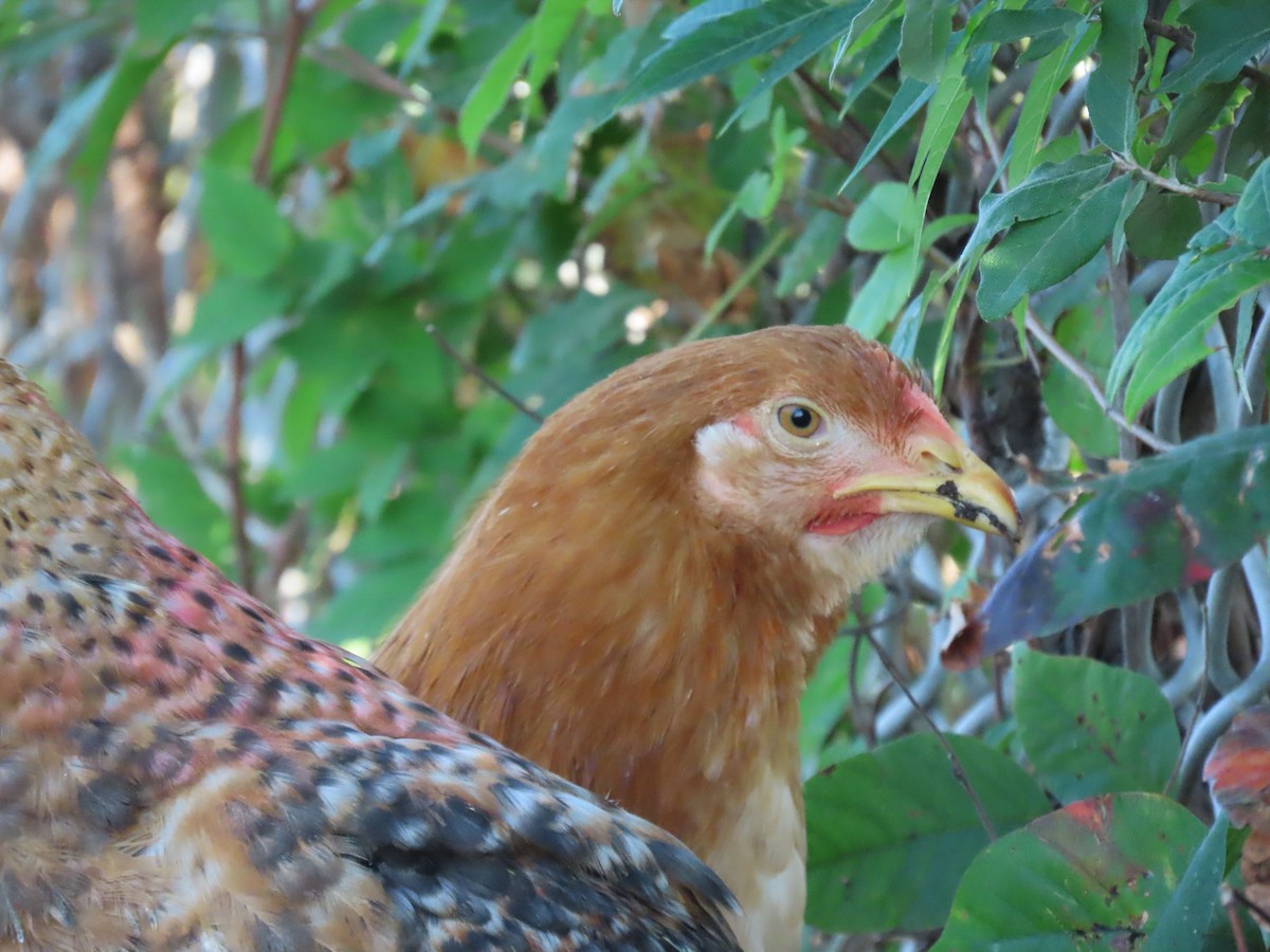 Red Junglefowl (Domestic type) - ML624569389