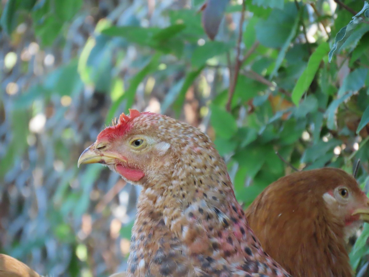 Red Junglefowl (Domestic type) - ML624569390