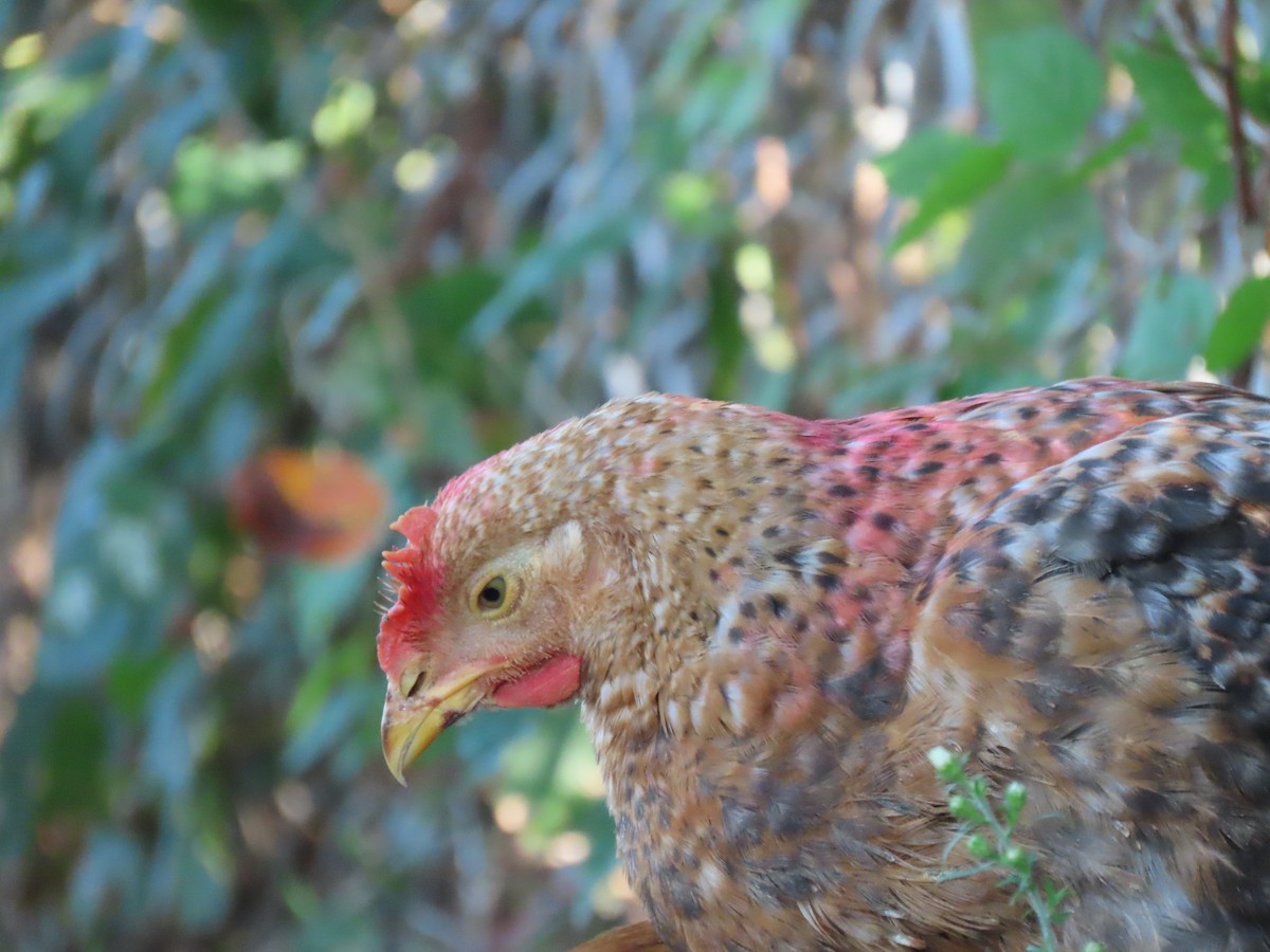 Red Junglefowl (Domestic type) - ML624569391