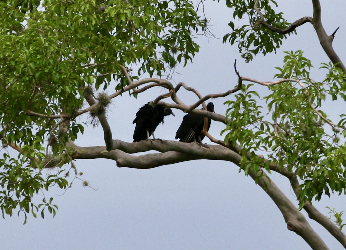 Black Vulture - ML624569393