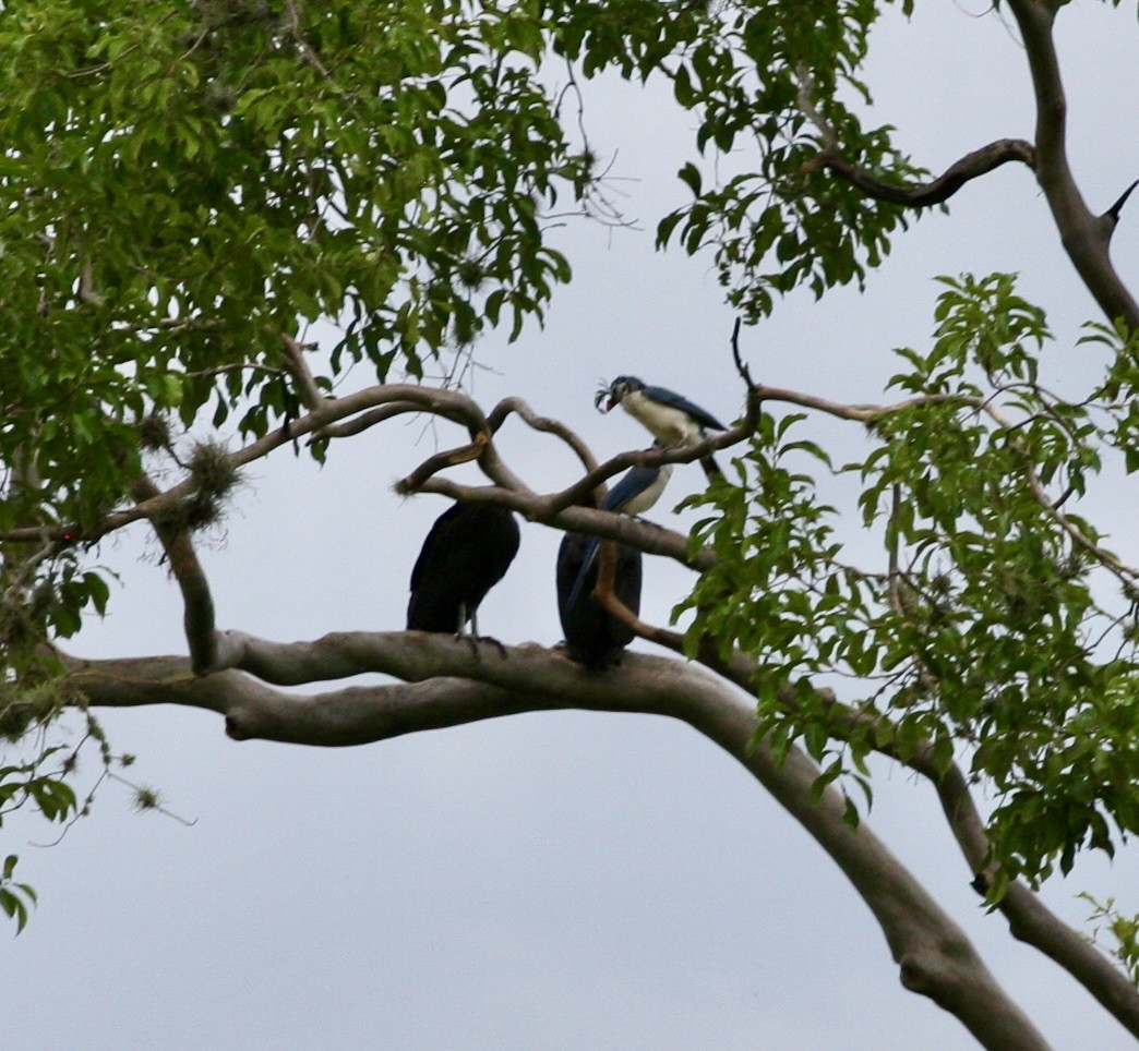 Black Vulture - ML624569394