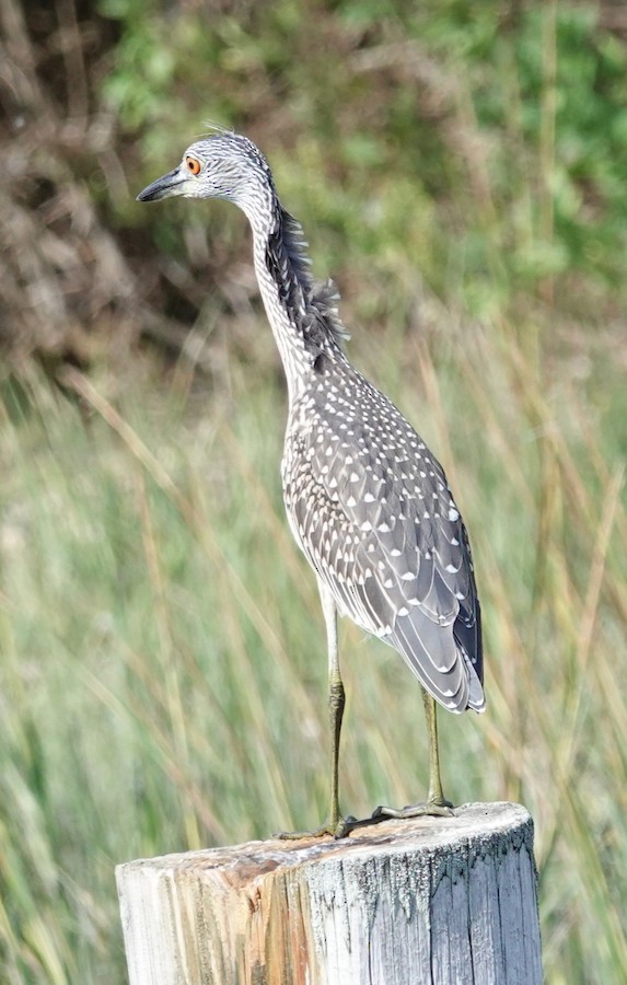 Yellow-crowned Night Heron - Kathleen Horn