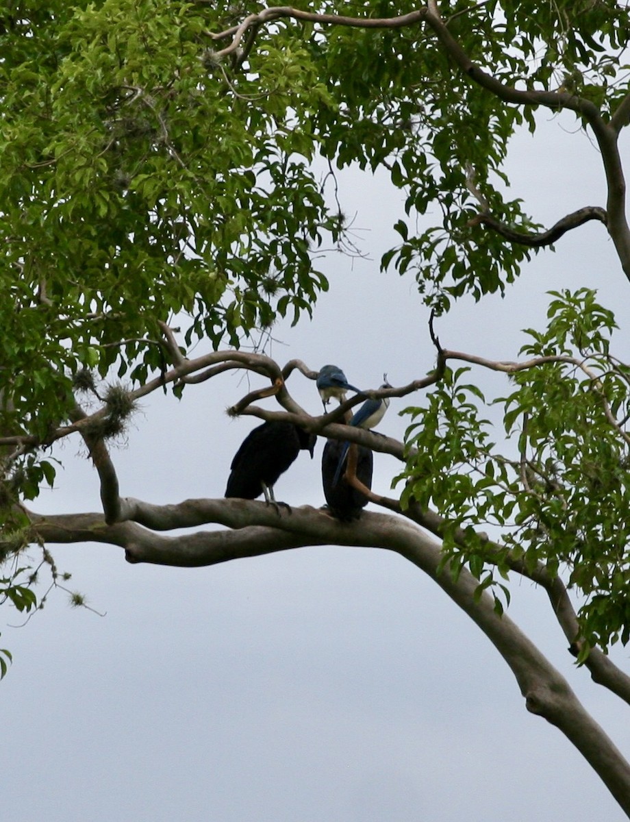 Black Vulture - ML624569396