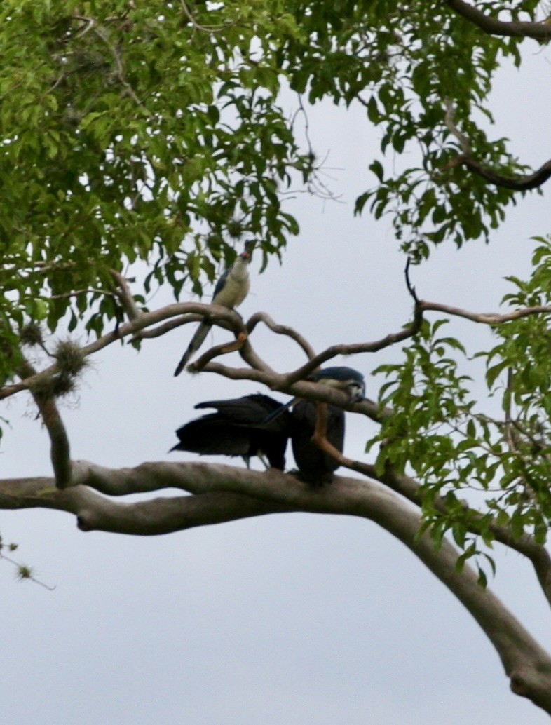 Black Vulture - ML624569400