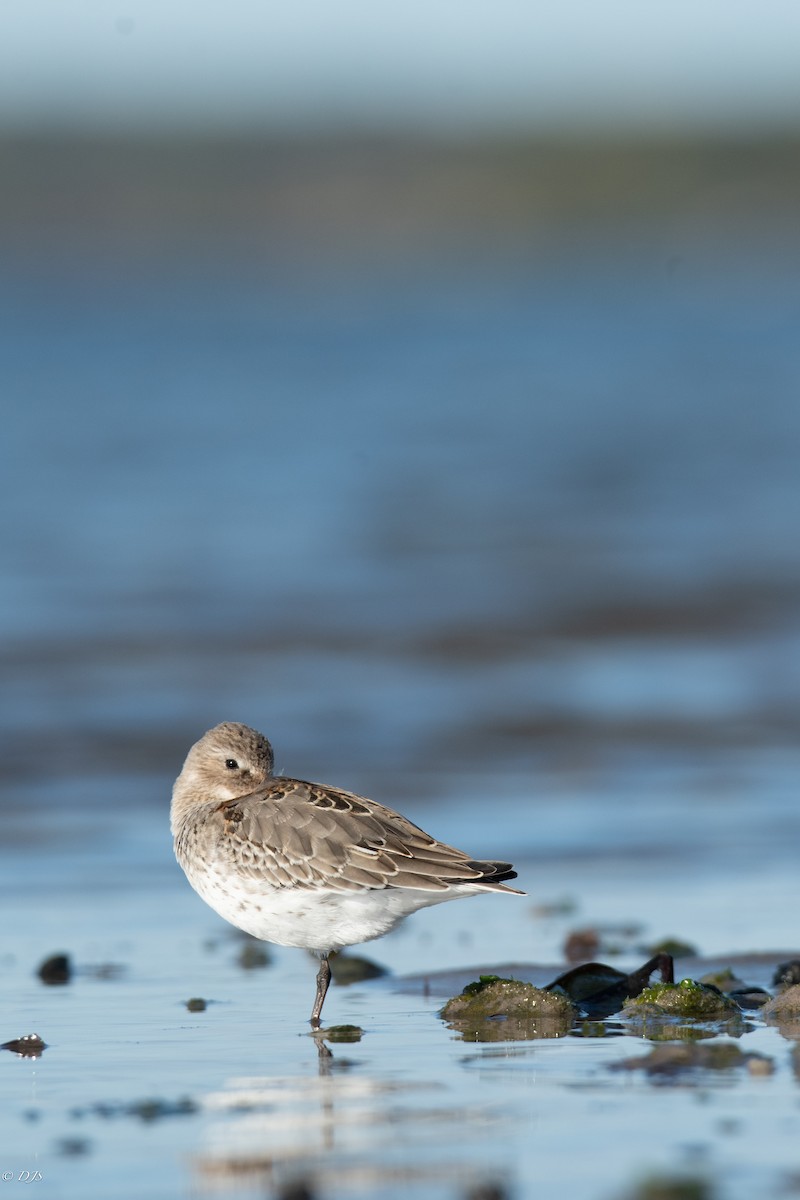 Dunlin - ML624569407