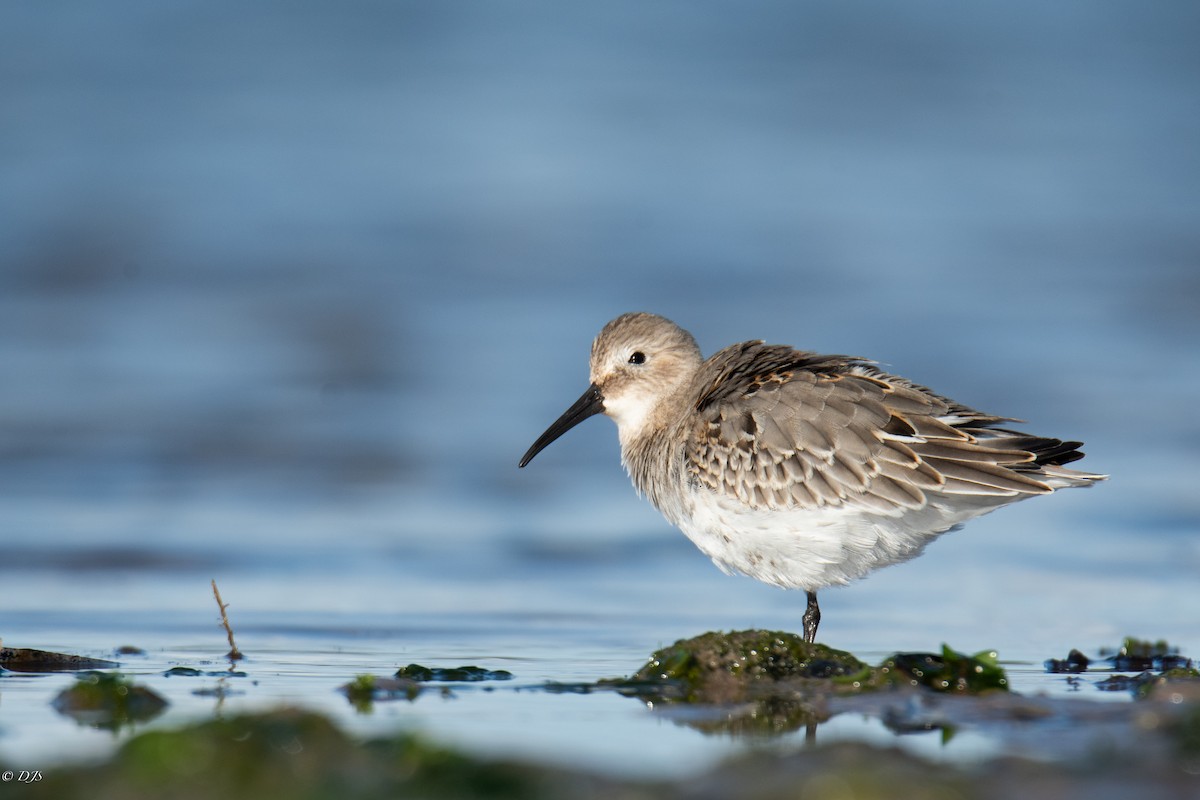 Dunlin - ML624569408