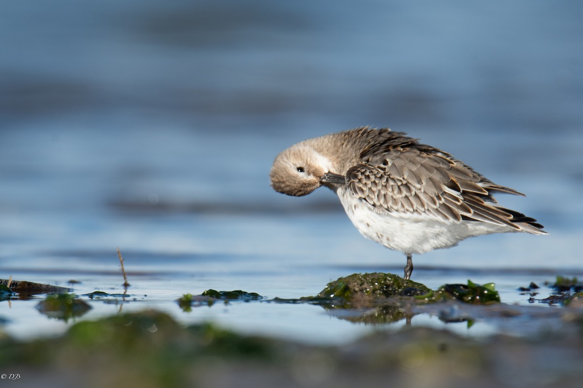 Dunlin - ML624569409