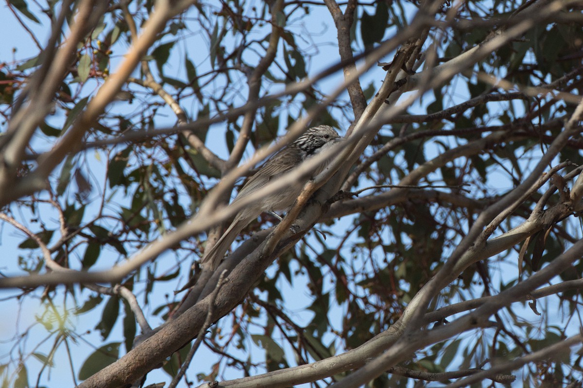 Striped Honeyeater - ML624569412