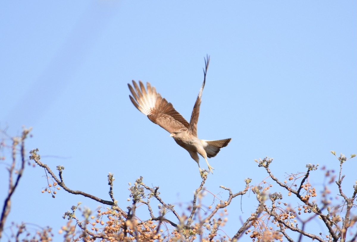 Chimango Caracara - ML624569413