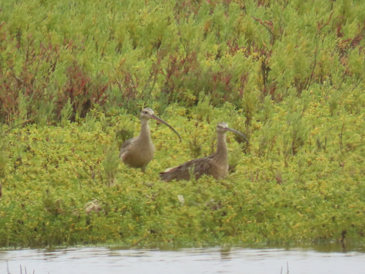 Long-billed Curlew - ML624569414