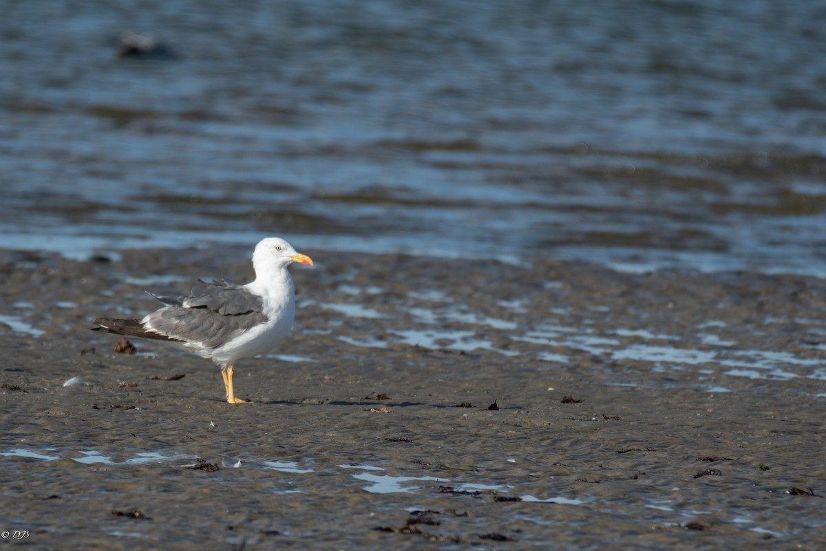 Lesser Black-backed Gull - ML624569418