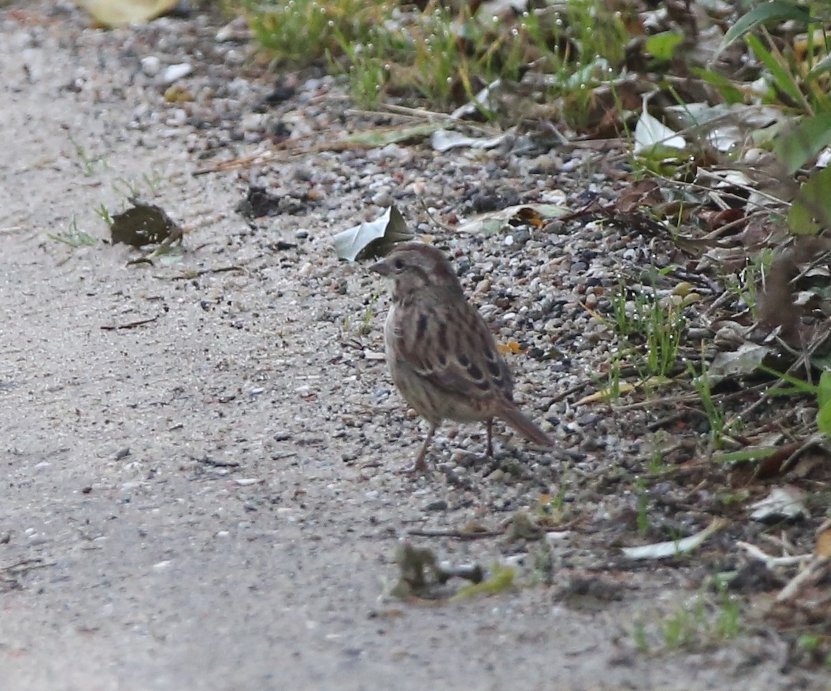 Song Sparrow - ML624569419