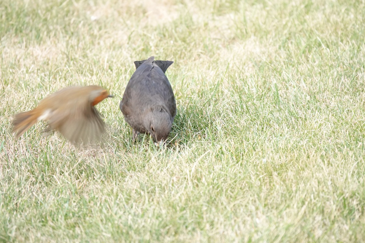 Eurasian Blackbird - ML624569420