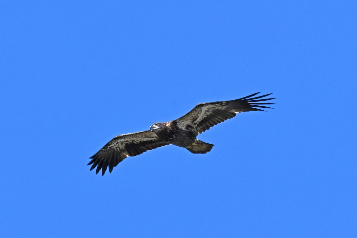 Bald Eagle - ML624569421