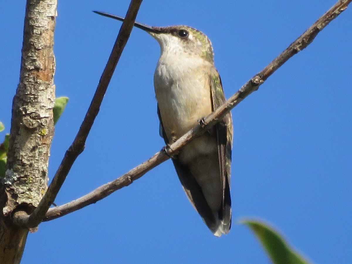 Ruby-throated Hummingbird - ML624569422