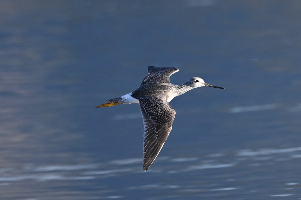 Greater Yellowlegs - ML624569423