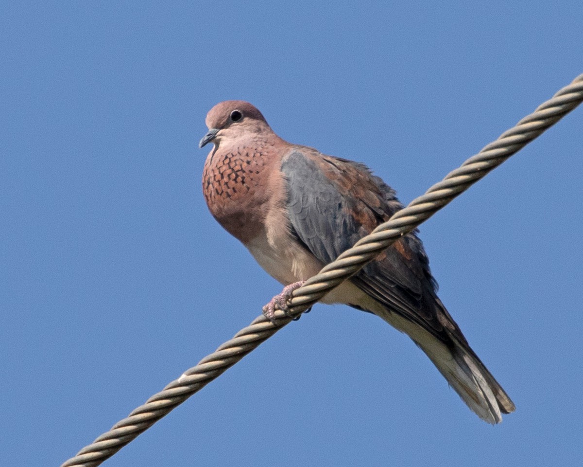 Laughing Dove - ML624569428