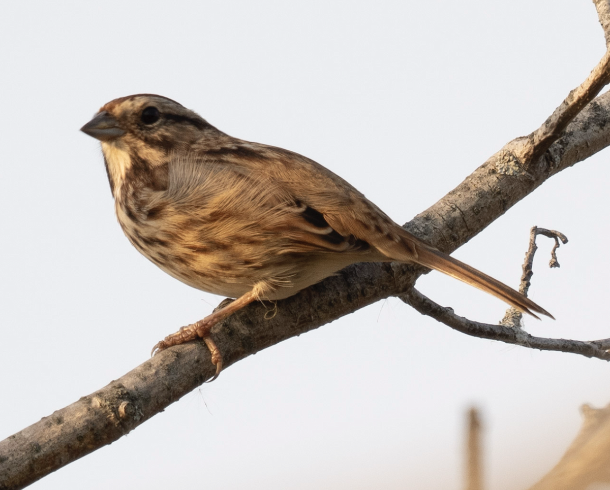 Song Sparrow - ML624569429