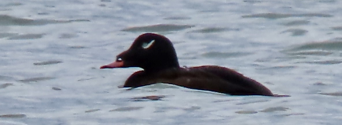 White-winged Scoter - ML624569431