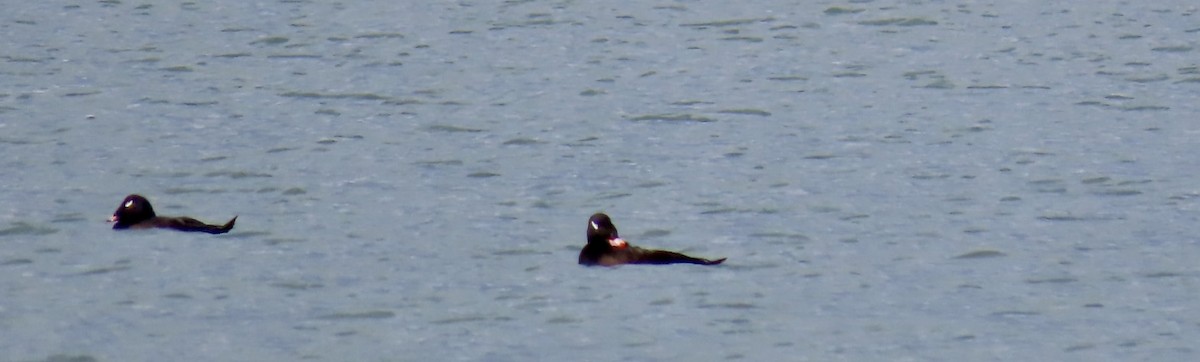 White-winged Scoter - ML624569432