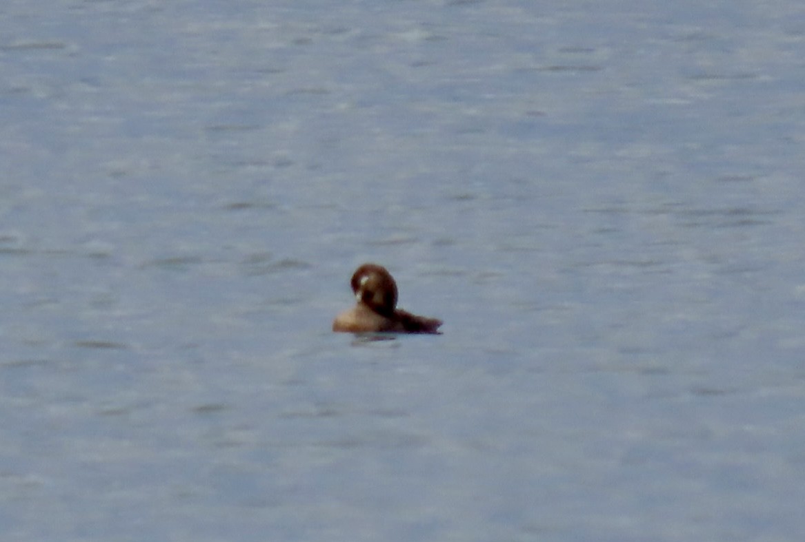 White-winged Scoter - ML624569433