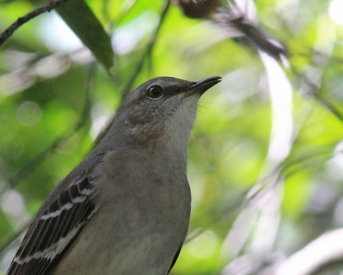 Northern Mockingbird - Mary Keim