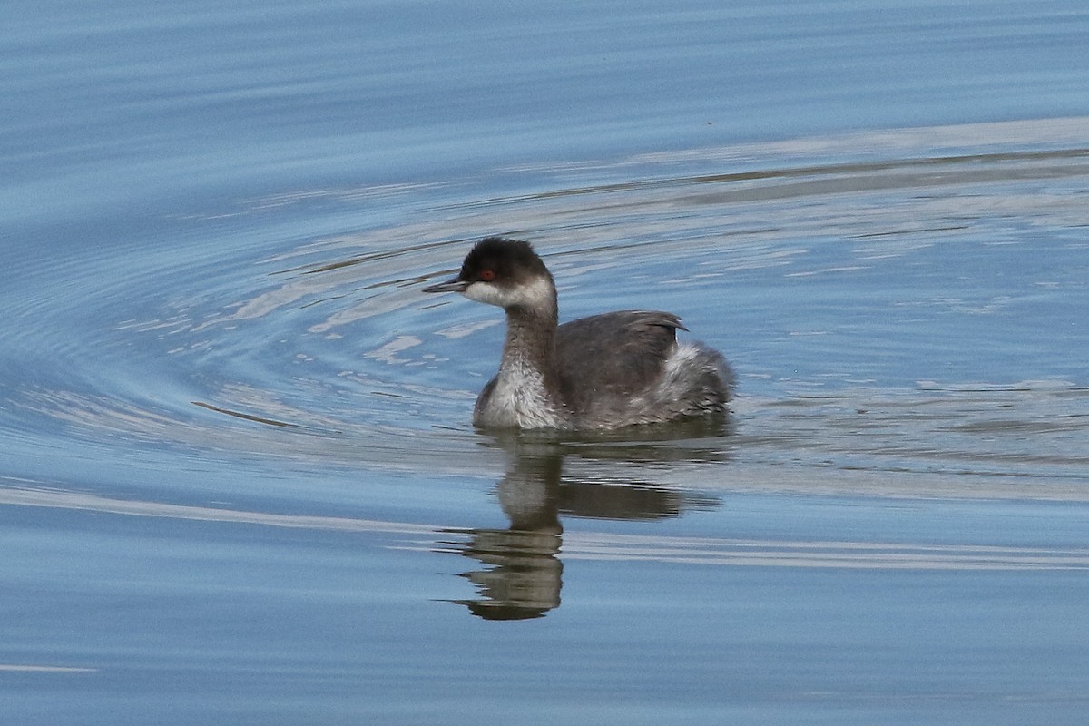 Eared Grebe - ML624569435