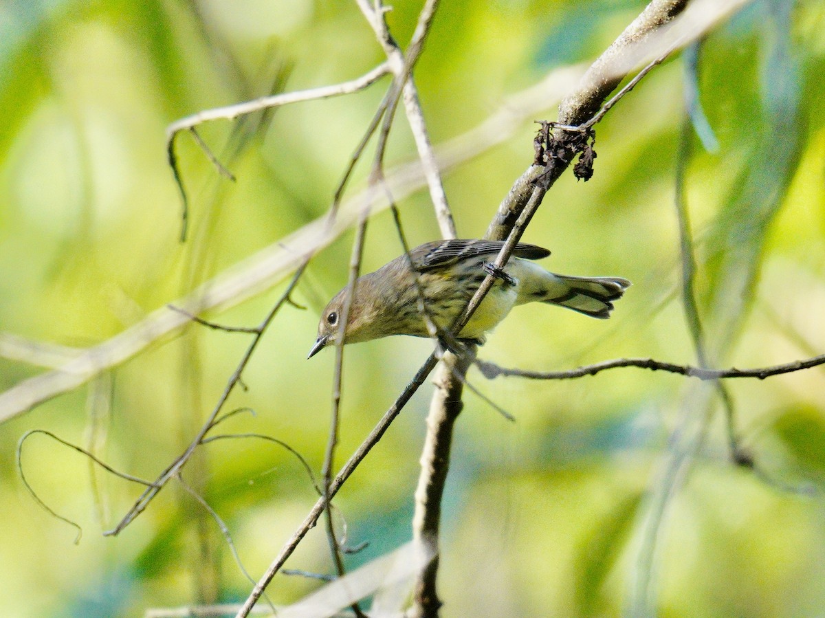 Yellow-rumped Warbler - ML624569437