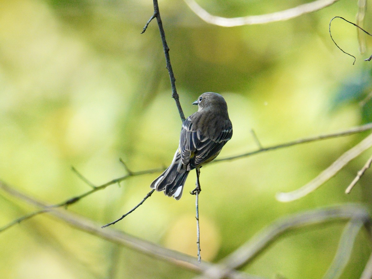 Yellow-rumped Warbler - ML624569438