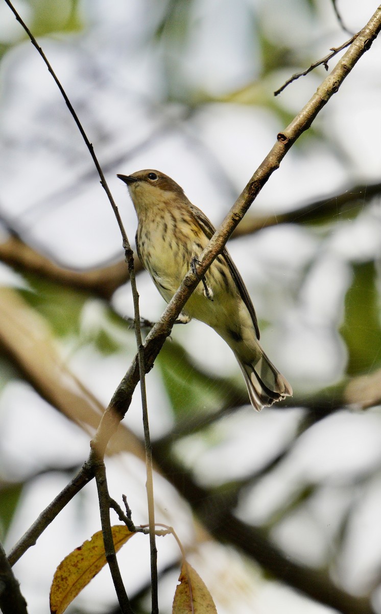 Yellow-rumped Warbler - ML624569439