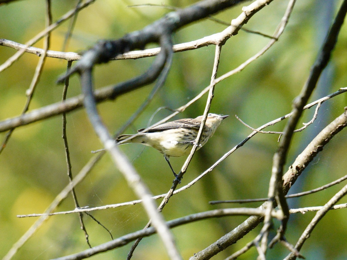 Yellow-rumped Warbler - ML624569441