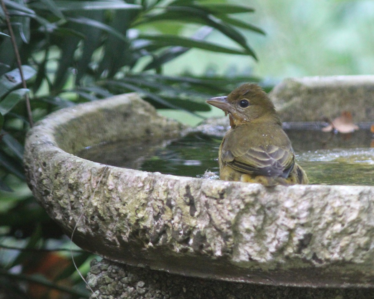 Summer Tanager - ML624569445