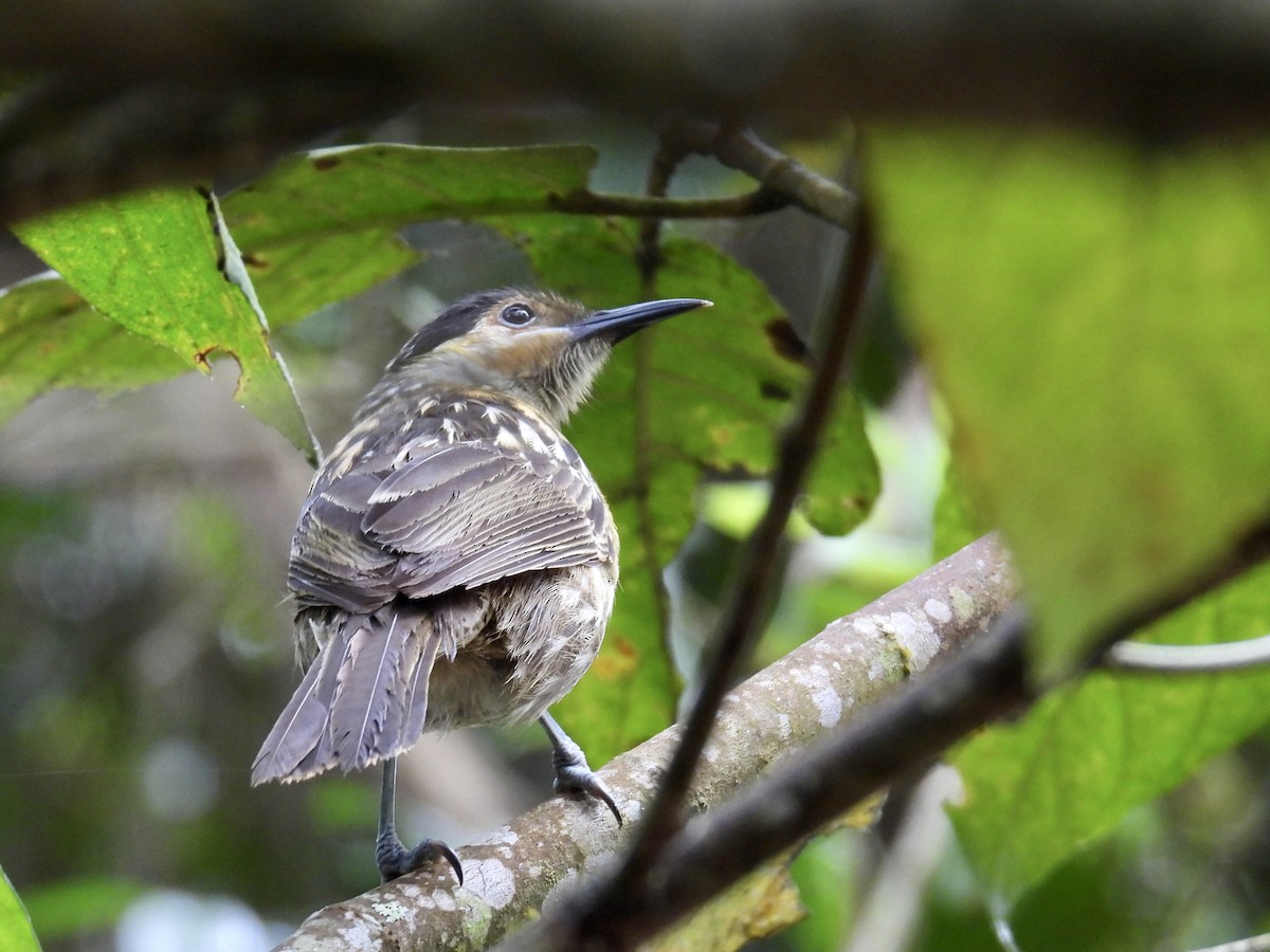 Macleay's Honeyeater - ML624569454